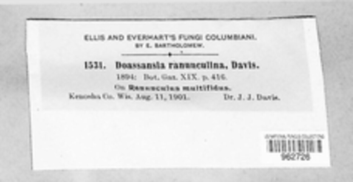 Heterodoassansia ranunculina image